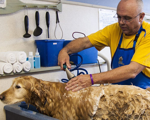 Veterinary & Grooming Facilities